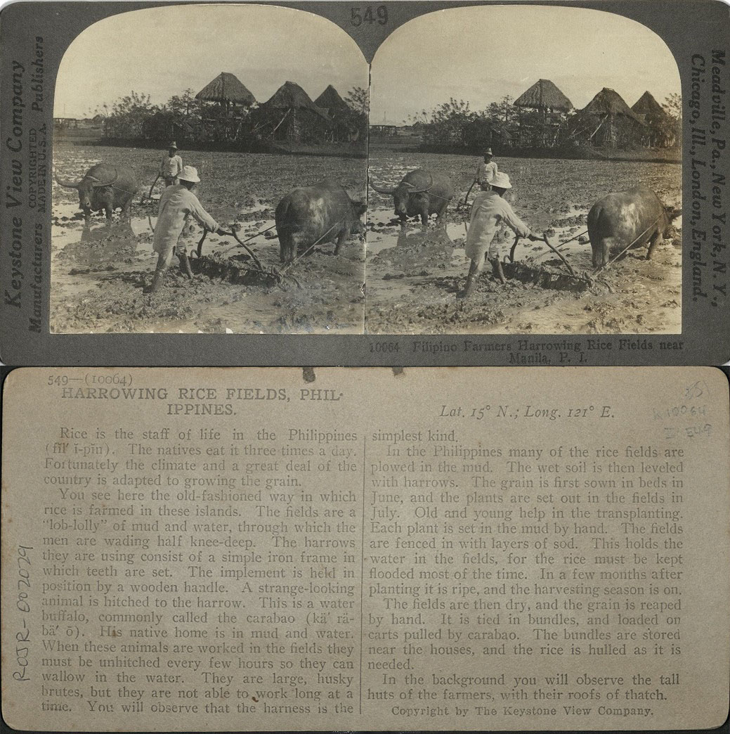 Filipino Farmers Harrowing Rice Fields near Manila, P. I.